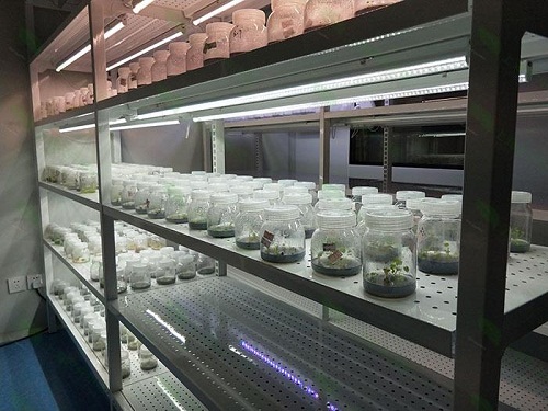 石家庄植物组织培养实验室设计建设方案